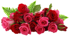 rose_PNG66944 (248x126, 64Kb)